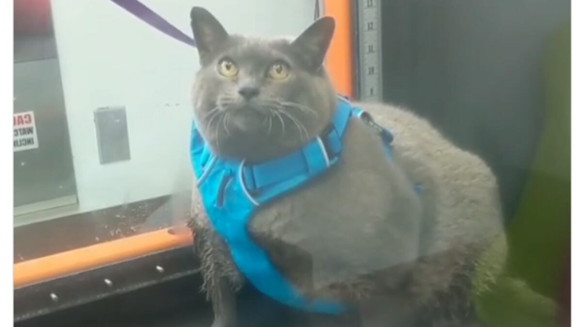 Obese cat named Cinderblock breaks with reaction to underwater
