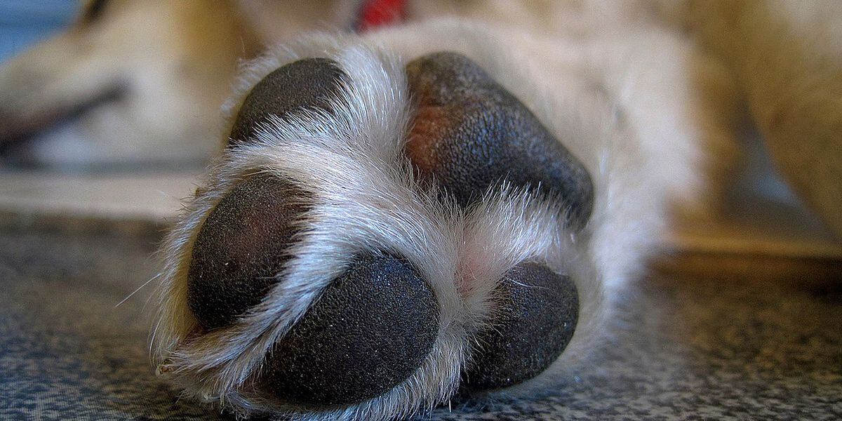 Dog's paws severely burned by hot pavement, pads burned off