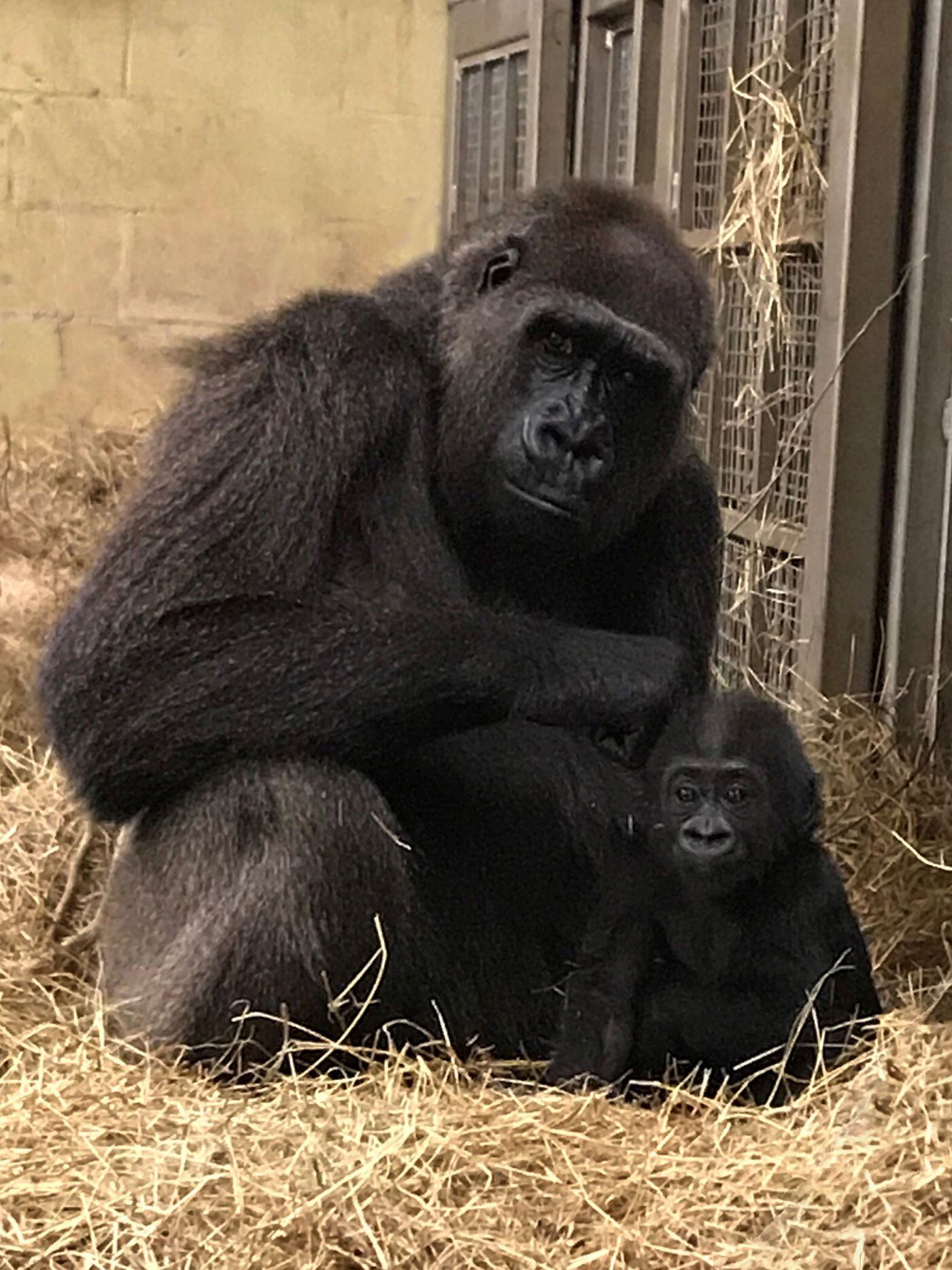 After months of handrearing, baby gorilla is bonding with surrogate