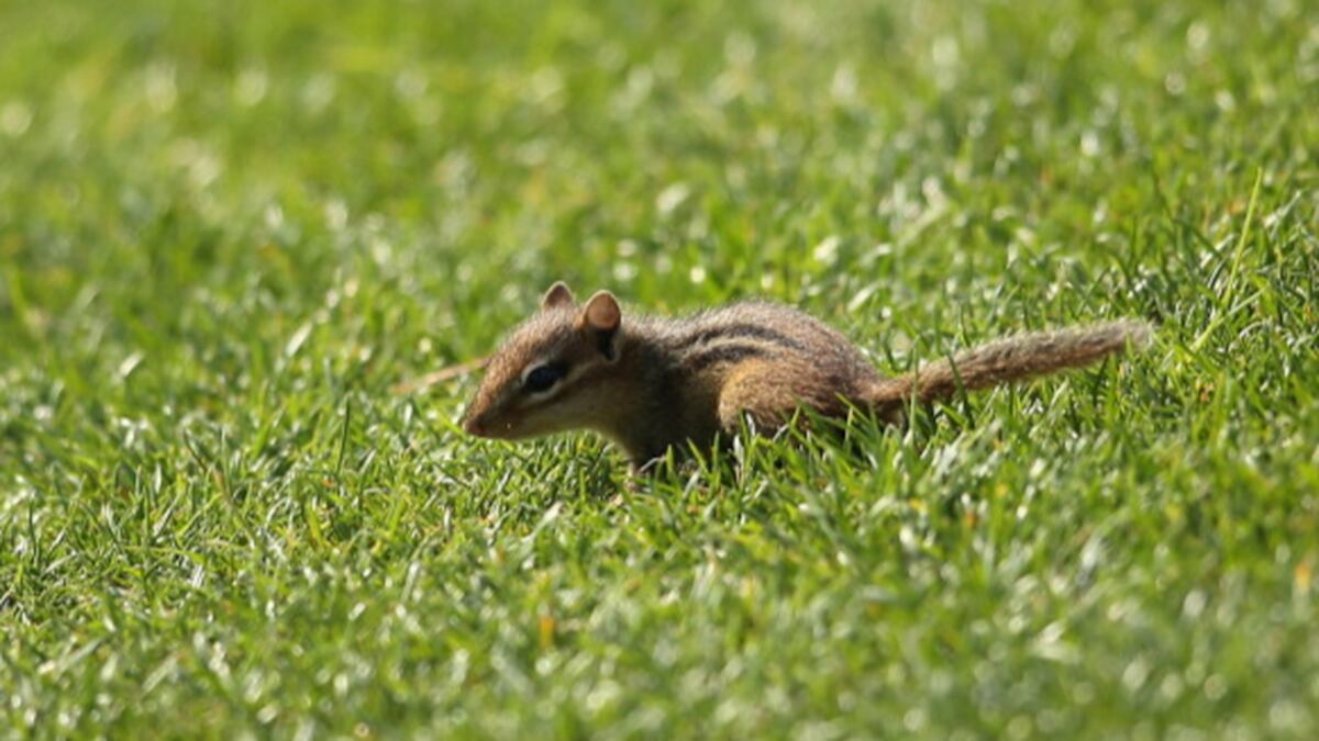 Must See Angry chipmunk attacks cat that almost ate him for dinner