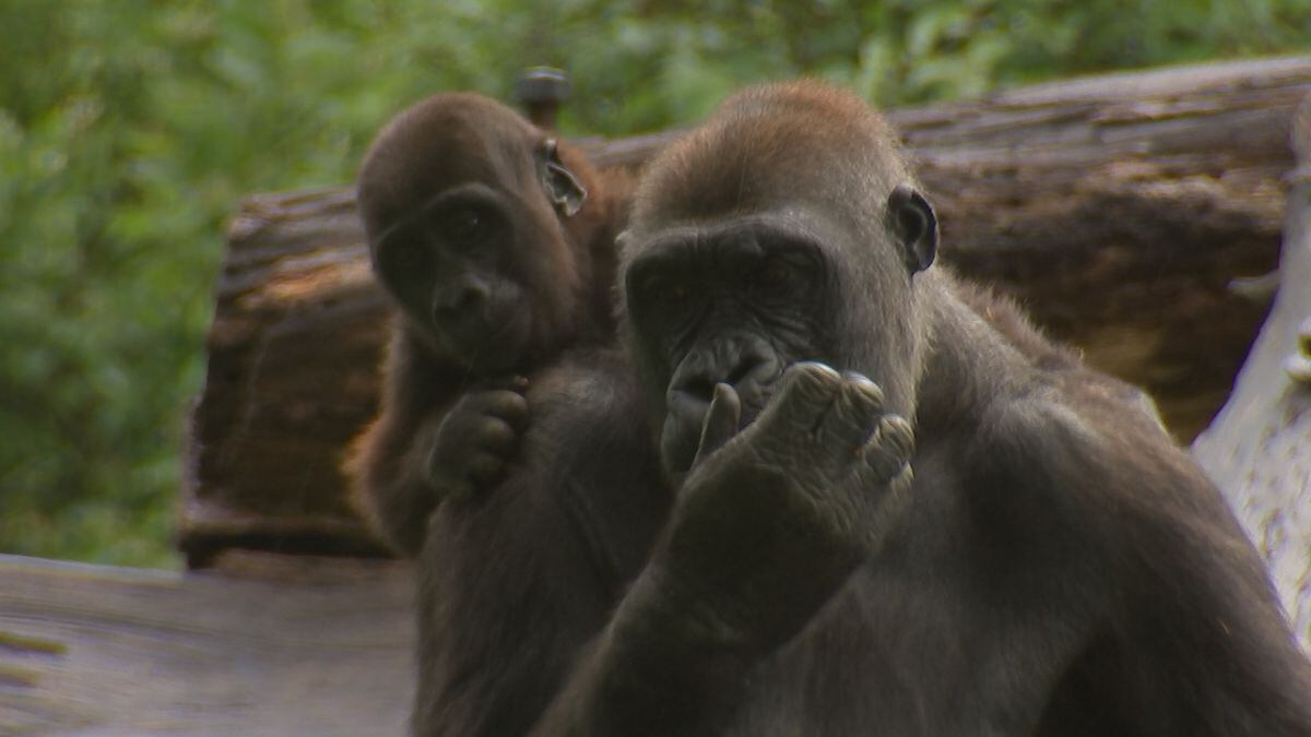 Frankie, Pittsburgh Zoo's baby gorilla, celebrates his first birthday