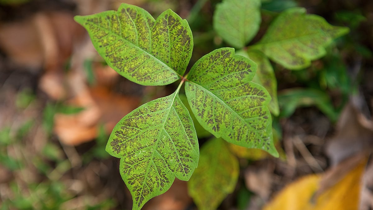 Itchy Here Are 10 Ways To Soothe Poison Oak Sumac Ivy
