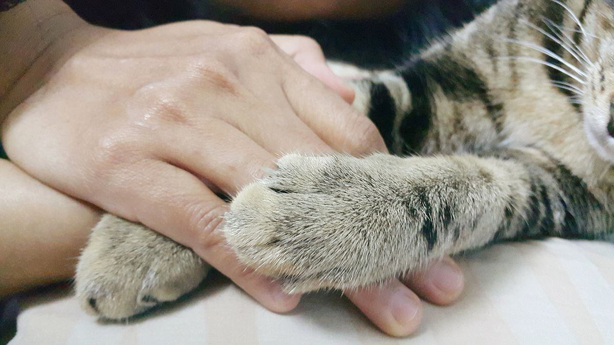 Nutmeg, world's oldest cat, dies at 32