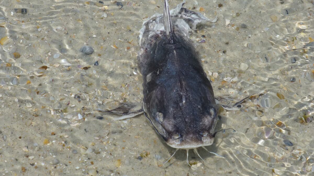 WATCH Catfish ‘walking' on Florida streets