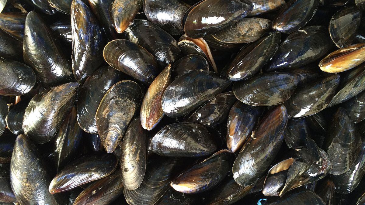 Maine shellfish recalled toxic mussels, clams could cause brain damage