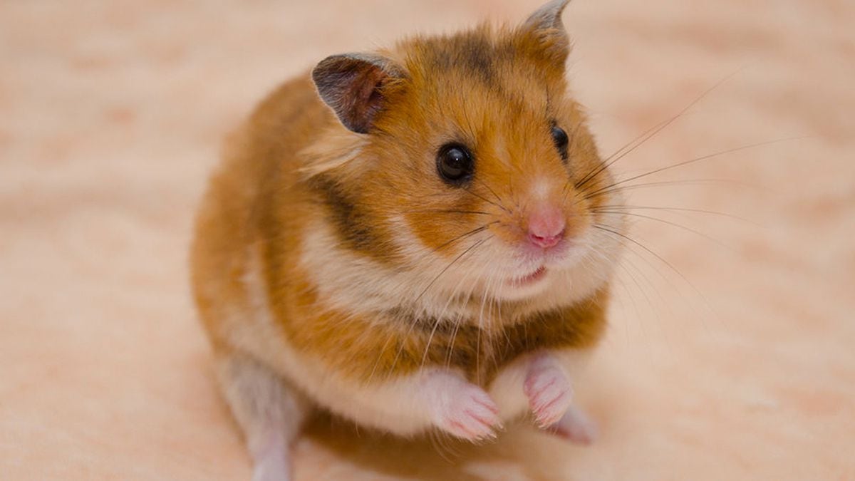 Girl Gets Pet Hamster After Her Letter To Petco Ends Up At Power