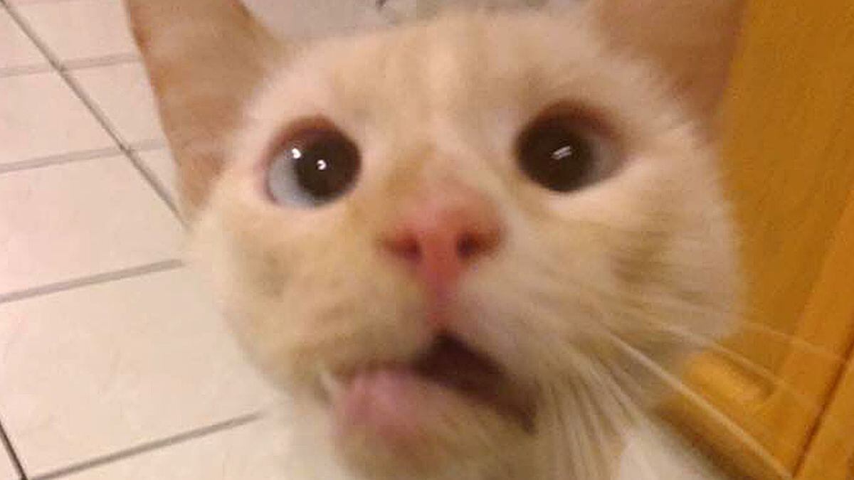 Mustsee Rescued cat with broken jaw gets a brandnew smile