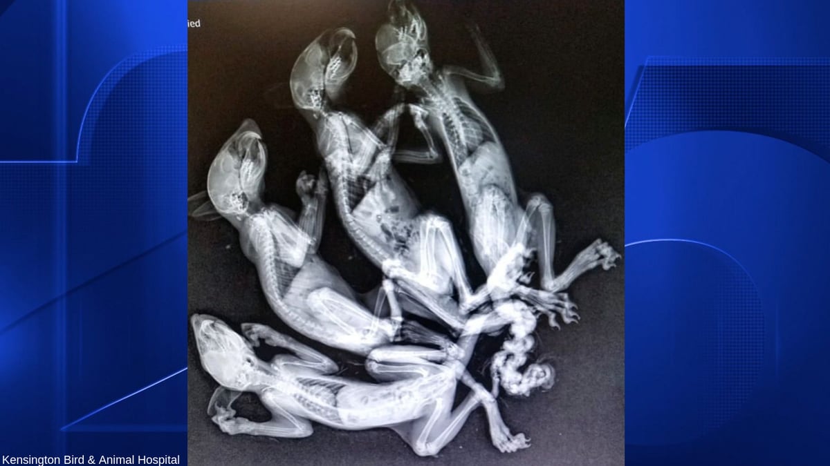 Baby squirrels found with tails tied together