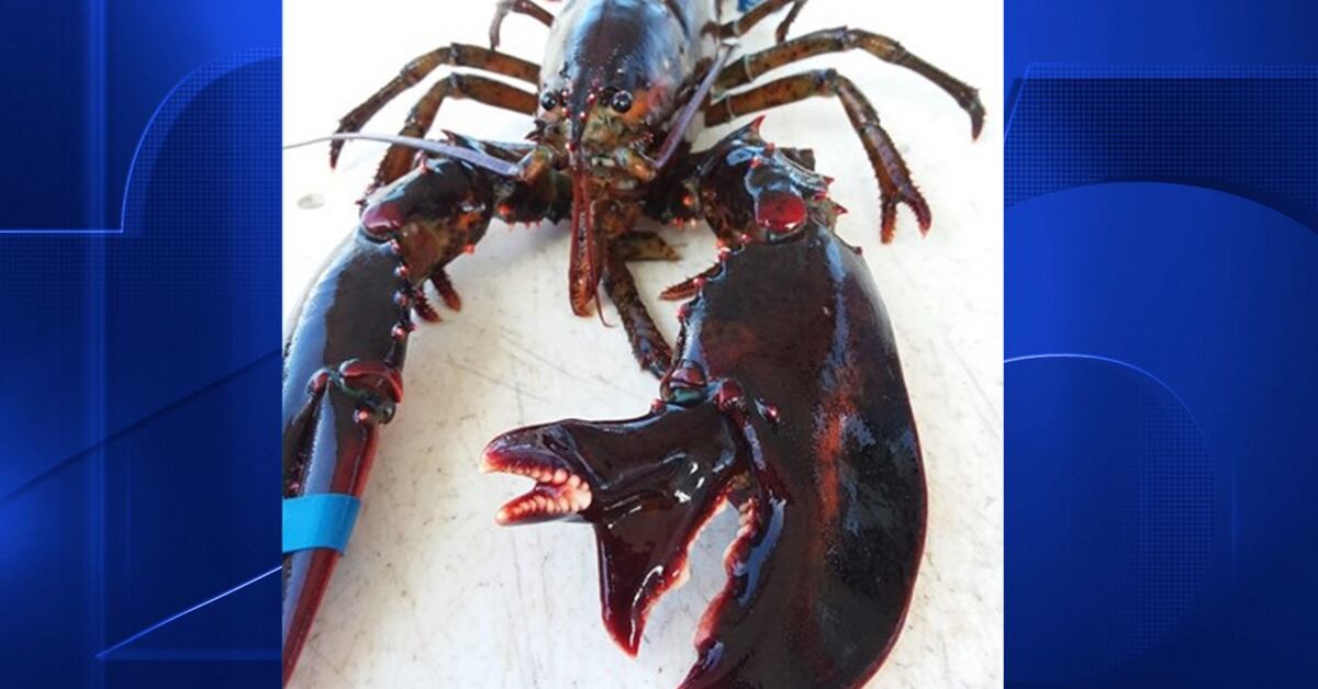 Baby lobster claw found growing out of adult claw in Maine fisherman's